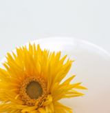 blume1